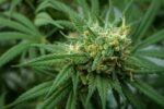 🌿 Cannabis médical & thérapeutique au Maroc : un secteur en pleine expansion