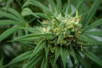 🌿 Cannabis médical & thérapeutique au Maroc : un secteur en pleine expansion
